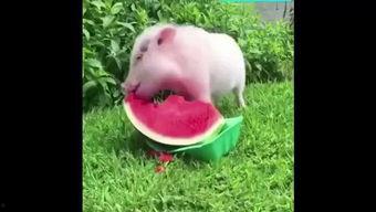 猪猪娱乐吃瓜,揭秘娱乐圈那些吃瓜背后的故事